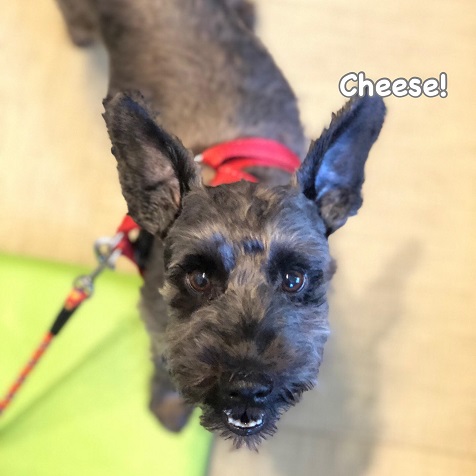 Cheese Cheese