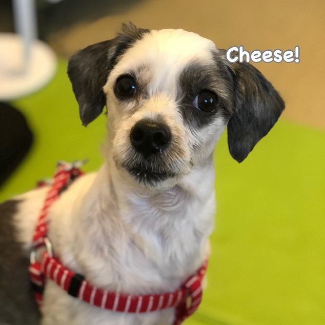 Cheese Cheese