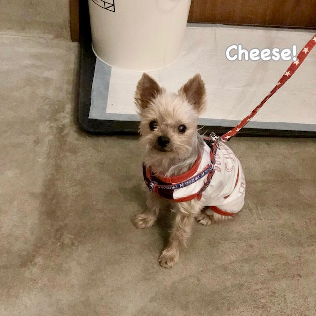Cheese Cheese