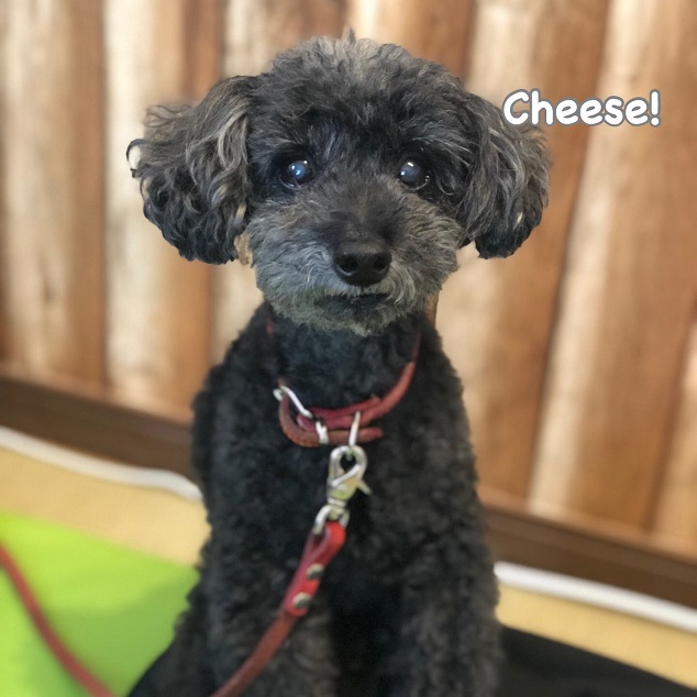 Cheese Cheese