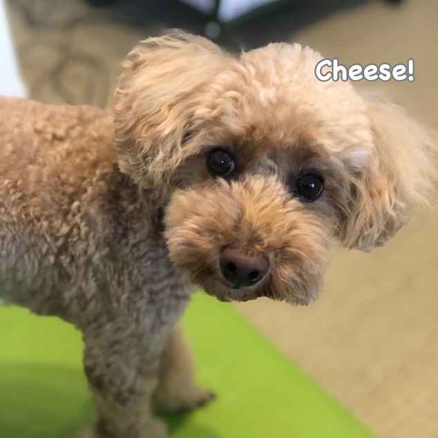 Cheese Cheese