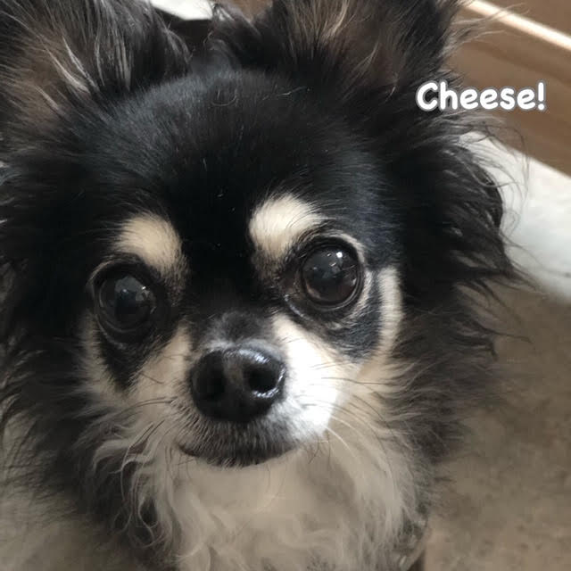 Cheese Cheese