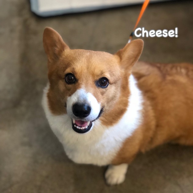 Cheese Cheese