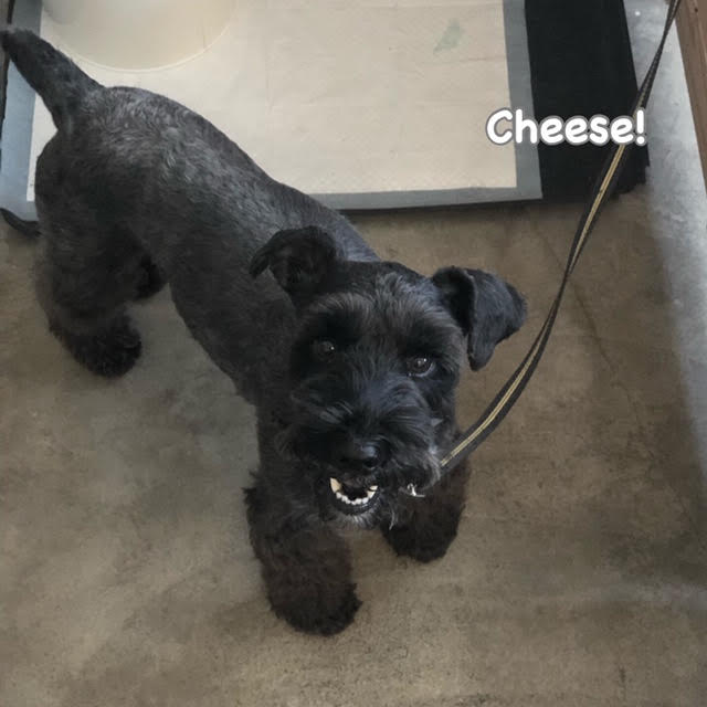 Cheese Cheese