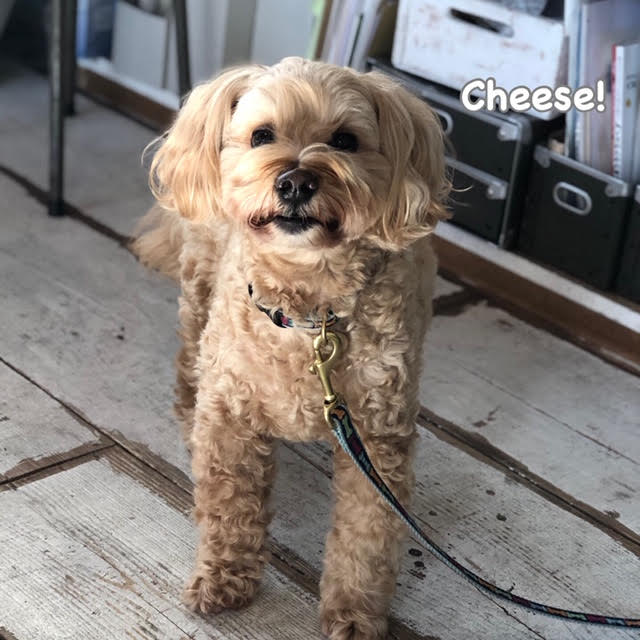 Cheese Cheese