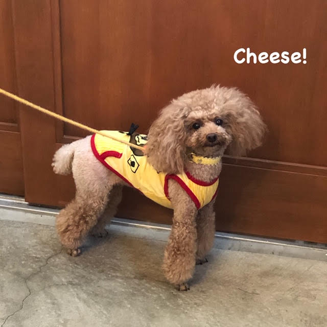 Cheese Cheese
