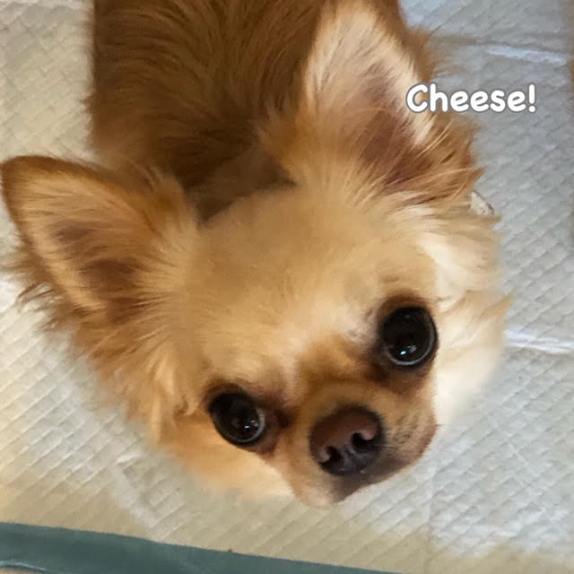 Cheese Cheese