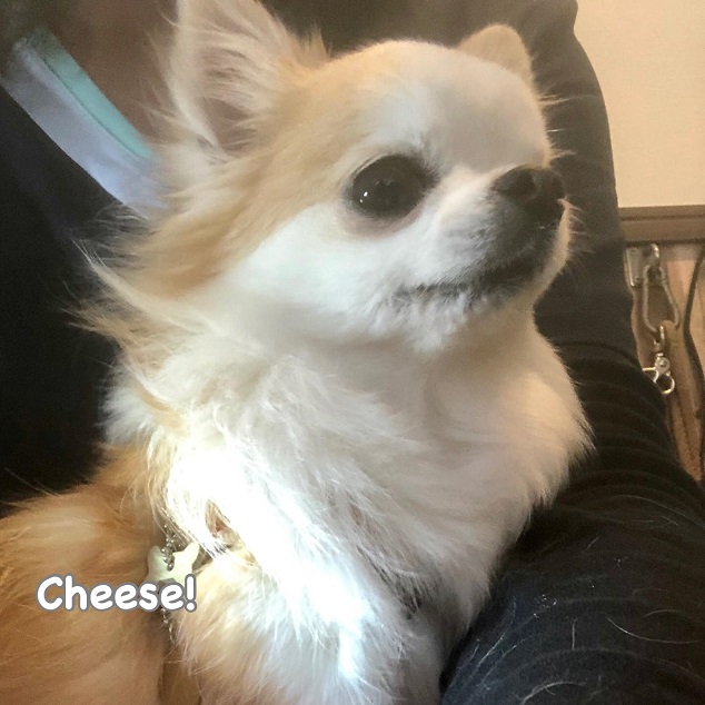 Cheese Cheese