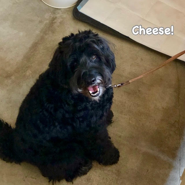 Cheese Cheese