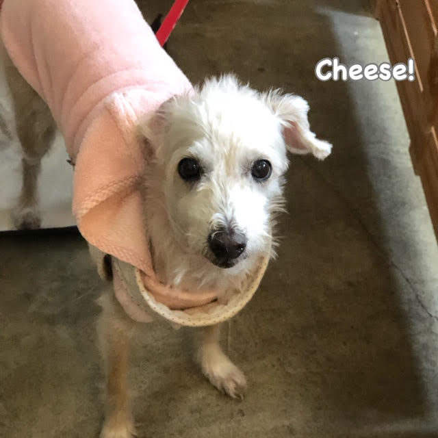 Cheese Cheese