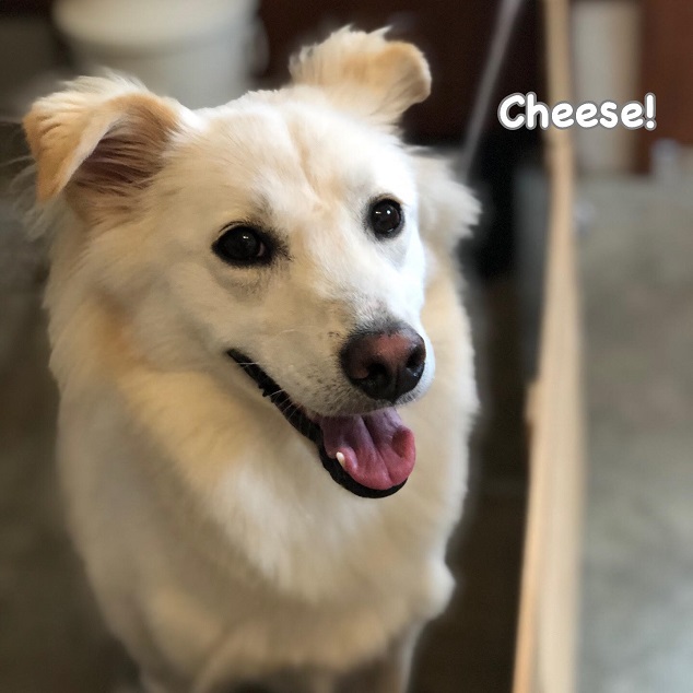 Cheese Cheese