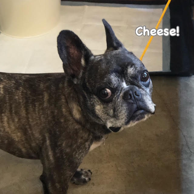 Cheese Cheese