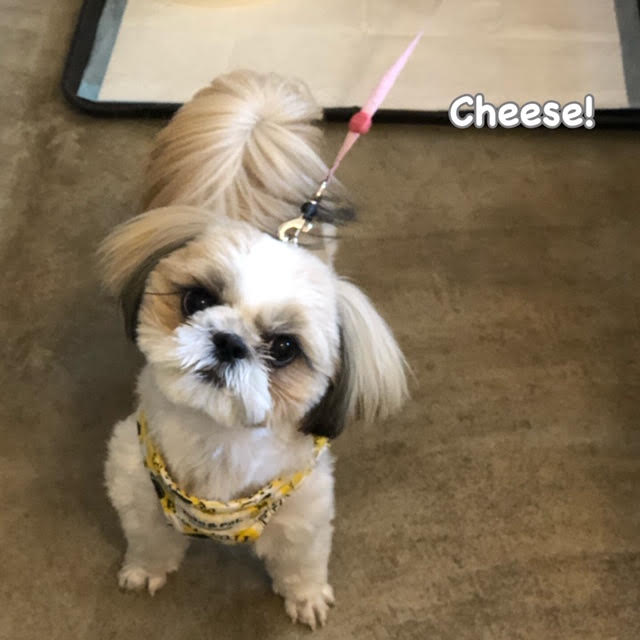 Cheese Cheese