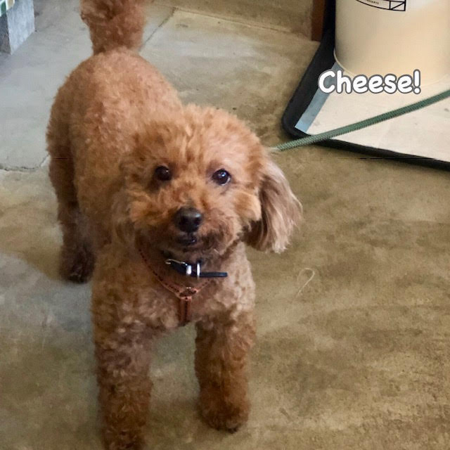 Cheese Cheese