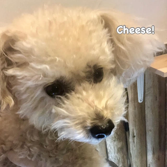 Cheese Cheese
