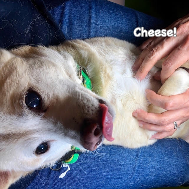Cheese Cheese