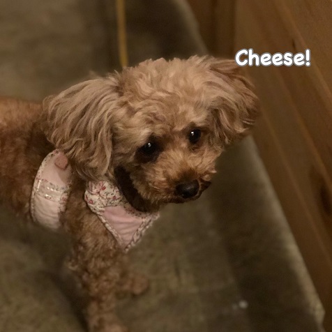 Cheese Cheese