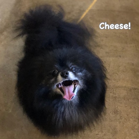 Cheese Cheese