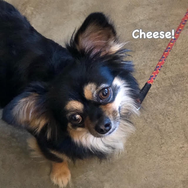 Cheese Cheese