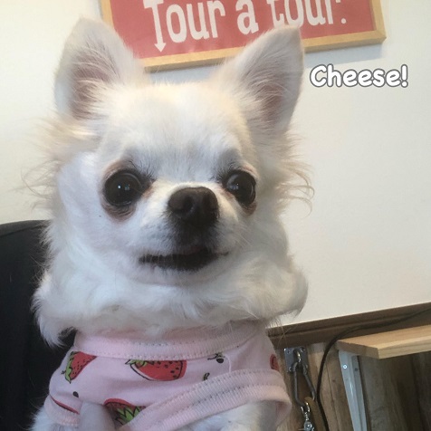 Cheese Cheese