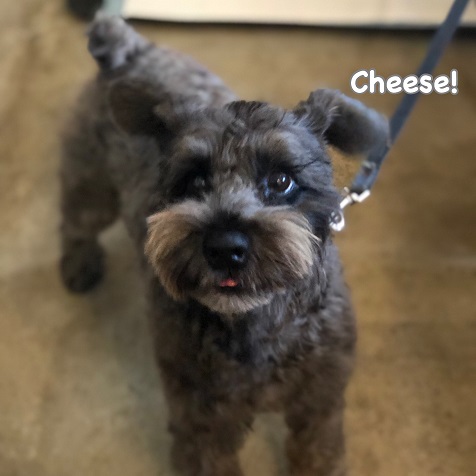 Cheese Cheese