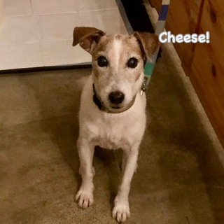 Cheese Cheese