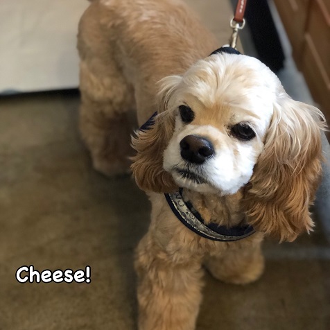 Cheese Cheese