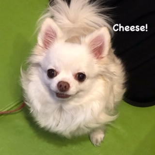 Cheese Cheese