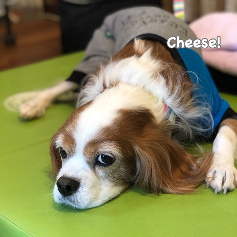 Cheese Cheese