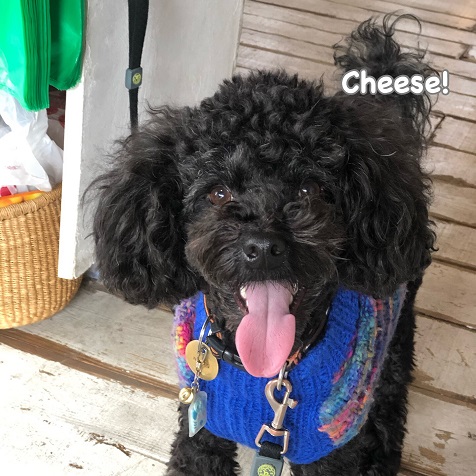 Cheese Cheese