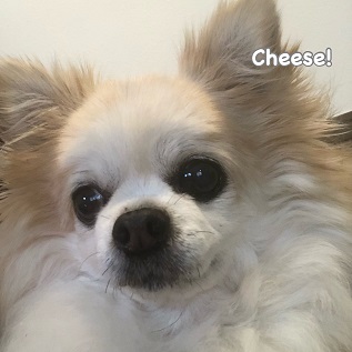 Cheese Cheese