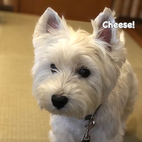 Cheese Cheese
