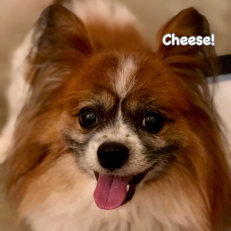 Cheese Cheese