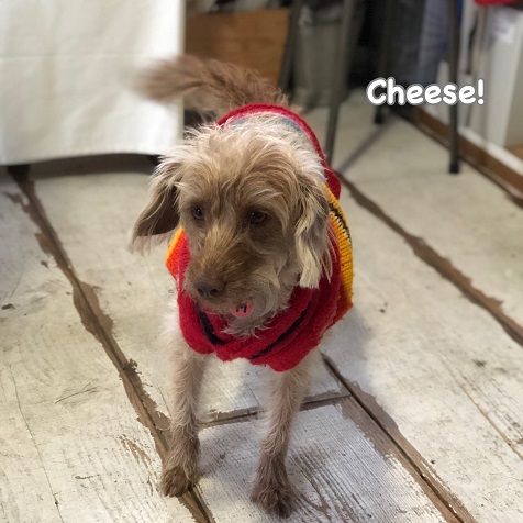 Cheese Cheese