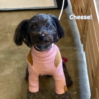Cheese Cheese