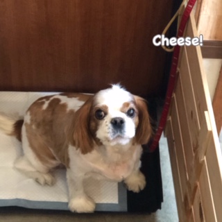 Cheese Cheese