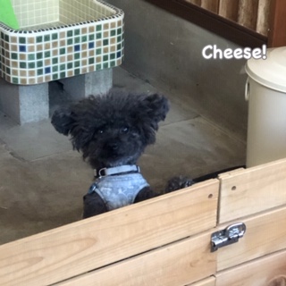 Cheese Cheese