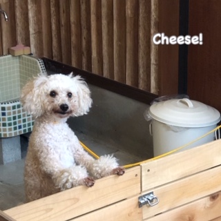 Cheese Cheese