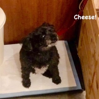 Cheese Cheese
