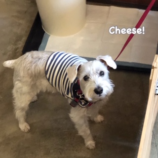 Cheese Cheese