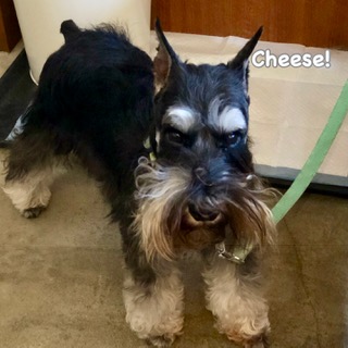 Cheese Cheese