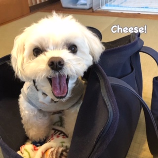 Cheese Cheese