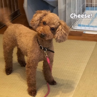 Cheese Cheese