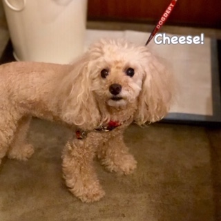 Cheese Cheese