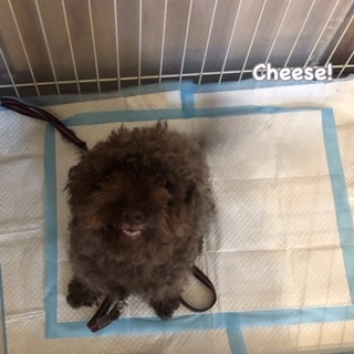 Cheese Cheese