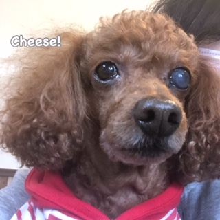 Cheese Cheese