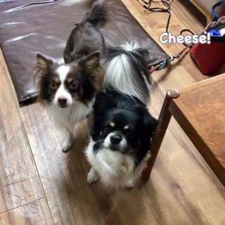 Cheese Cheese