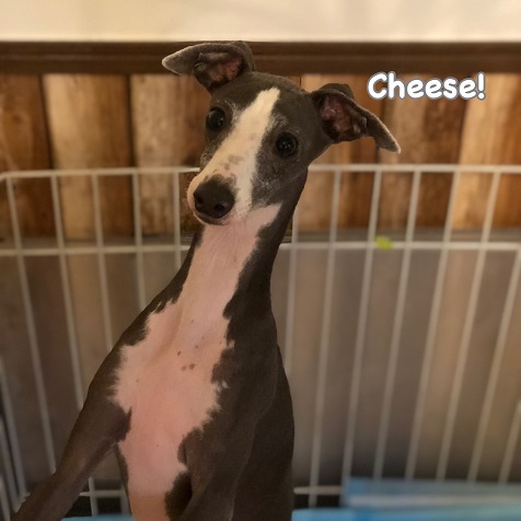 Cheese Cheese