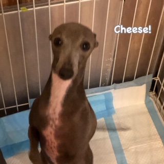 Cheese Cheese