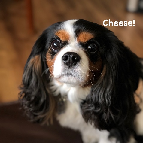 Cheese Cheese
